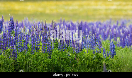 Blühenden Lupinen Blumen - Lupinus Polyphyllus - Garten oder Futter Pflanze Stockfoto