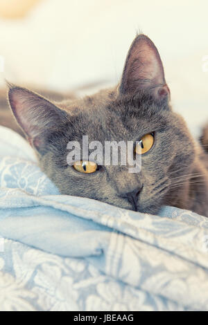 Graue Katze mit gelben Augen bleiben auf Bett Stockfoto