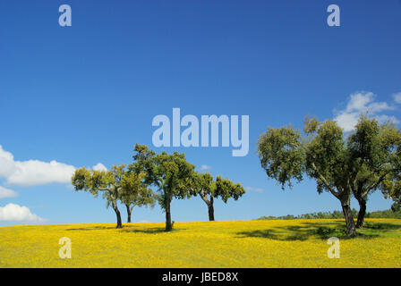 Wiese Mit Korkeichen - Wiese und Korkeichen 04 Stockfoto