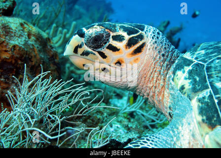 Hawksbill Turtle (Eretmochelys Imbricata) close-up, Cozumel, Mexiko Stockfoto