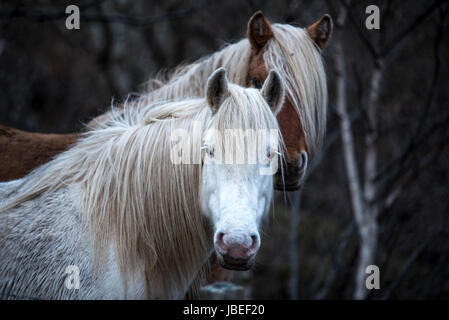 zwei Pferde in Schottland Stockfoto