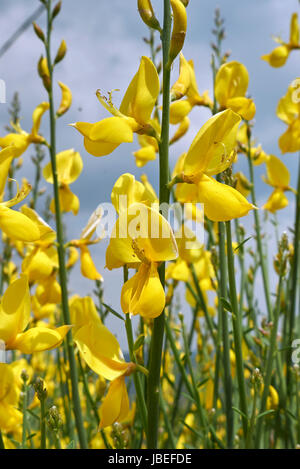 Spartium junceum Stockfoto