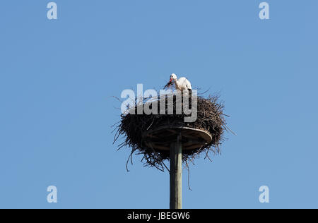 Weißstorch Beim Nestbau Stockfoto