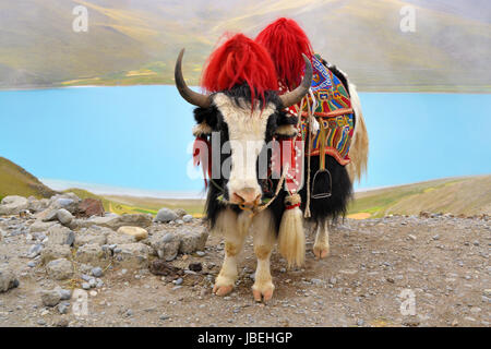 Tibetan Yak auf einen Pass in der Nähe von Lhasa, mit Türkis Namtso See als Kulisse Stockfoto