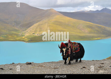 Tibetan Yak auf einen Pass in der Nähe von Lhasa, mit Türkis Namtso See als Kulisse Stockfoto