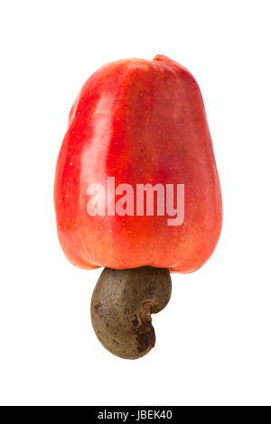 Frische reife brasilianische Caju Cashew-Frucht Stockfoto