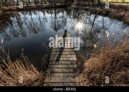 männliche Japan Akita gestromt Stockfoto