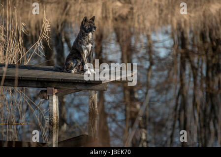 männliche Japan Akita gestromt Stockfoto