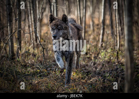 männliche Japan Akita gestromt Stockfoto