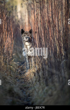 männliche Japan Akita gestromt Stockfoto