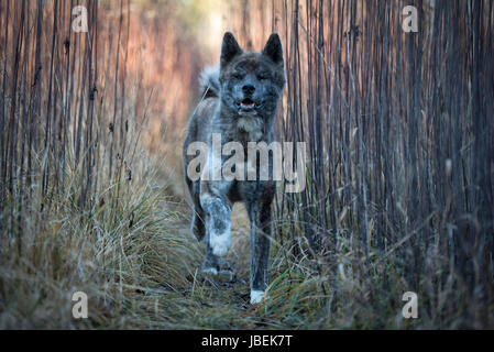 männliche Japan Akita gestromt Stockfoto