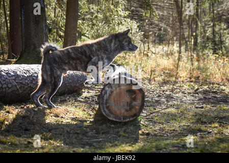 männliche Japan Akita gestromt Stockfoto