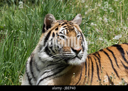 Amur-Tigerin Stockfoto
