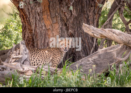 Gepard stehen unter einem Baum in der Kgalagadi Transfrontier Park, Südafrika. Stockfoto