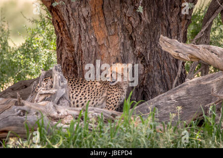 Gepard stehen unter einem Baum in der Kgalagadi Transfrontier Park, Südafrika. Stockfoto