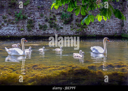 Ein paar Höckerschwäne und ihre Cygnets auf dem Bischöflichen Palast Graben in Wells, Somerset, England, UK Stockfoto