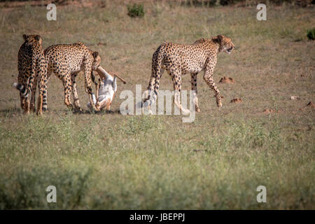 Geparden mit einen Springbock töten in Kgalagadi Transfrontier Park, Südafrika. Stockfoto