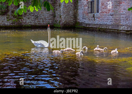 Ein Höckerschwan und Cygnets auf dem Bischöflichen Palast Graben in Wells, Somerset, England, UK Stockfoto