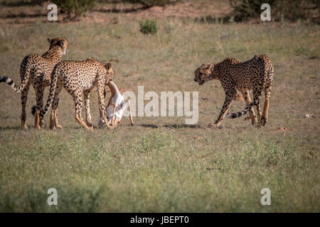 Geparden mit einen Springbock töten in Kgalagadi Transfrontier Park, Südafrika. Stockfoto