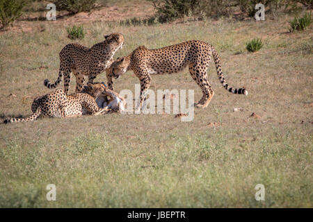 Geparden mit einen Springbock töten in Kgalagadi Transfrontier Park, Südafrika. Stockfoto