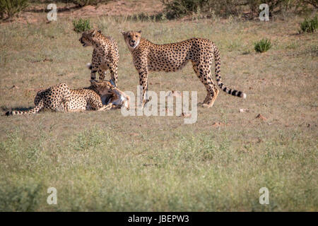 Geparden mit einen Springbock töten in Kgalagadi Transfrontier Park, Südafrika. Stockfoto