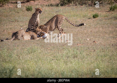 Geparden mit einen Springbock töten in Kgalagadi Transfrontier Park, Südafrika. Stockfoto