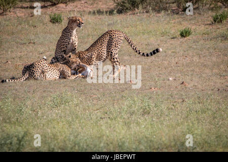 Geparden mit einen Springbock töten in Kgalagadi Transfrontier Park, Südafrika. Stockfoto