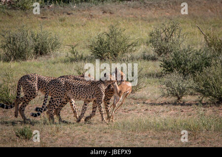 Geparden mit einen Springbock töten in Kgalagadi Transfrontier Park, Südafrika. Stockfoto