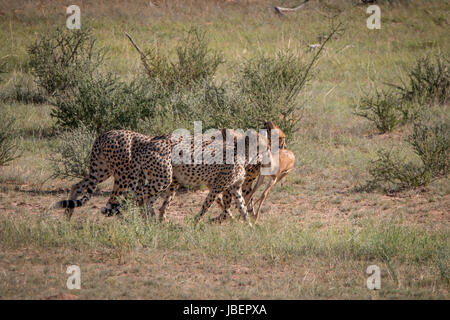 Geparden mit einen Springbock töten in Kgalagadi Transfrontier Park, Südafrika. Stockfoto