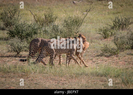 Geparden mit einen Springbock töten in Kgalagadi Transfrontier Park, Südafrika. Stockfoto