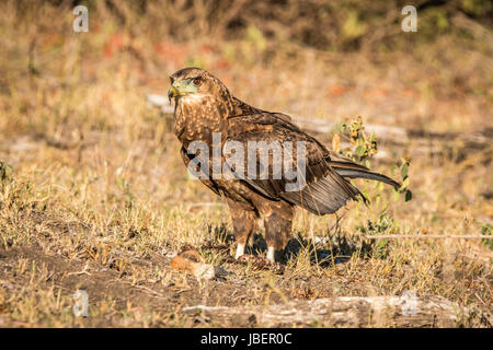 Juvenile Bateleur stehen auf der Wiese im Kruger National Park, Südafrika. Stockfoto