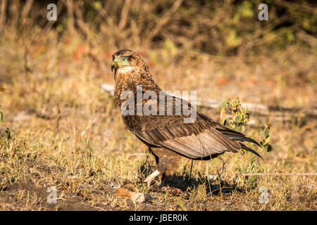 Juvenile Bateleur stehen auf der Wiese im Kruger National Park, Südafrika. Stockfoto