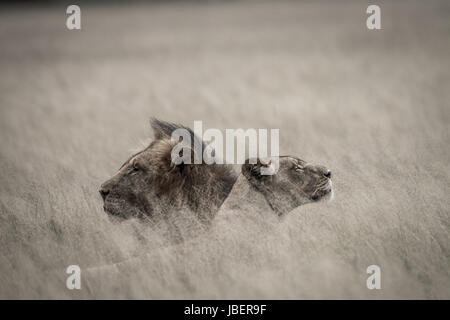Lion Paarung paar im hohen Gras in schwarz und weiß in der Central Kalahari, Botswana. Stockfoto