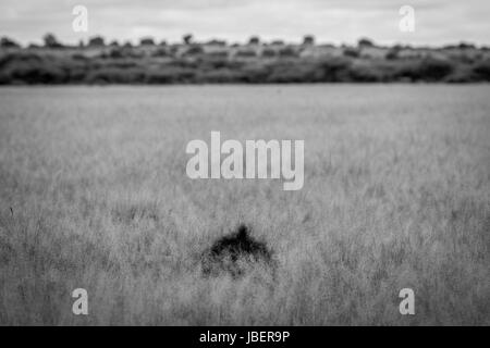 Schwarze Mähne eines männlichen Löwen ragte aus dem hohen Rasen in schwarz und weiß in der Central Kalahari, Botswana. Stockfoto