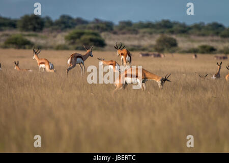 Springbok Streifengnus das hohe Gras in die zentrale Kalahari, Botswana. Stockfoto