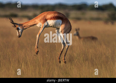 Springbok Streifengnus das hohe Gras in die zentrale Kalahari, Botswana. Stockfoto