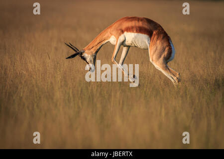 Springbok Streifengnus das hohe Gras in die zentrale Kalahari, Botswana. Stockfoto