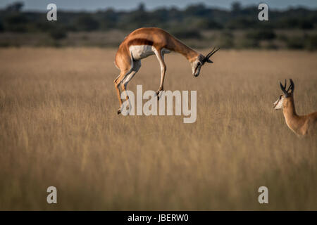 Springbok Streifengnus das hohe Gras in die zentrale Kalahari, Botswana. Stockfoto