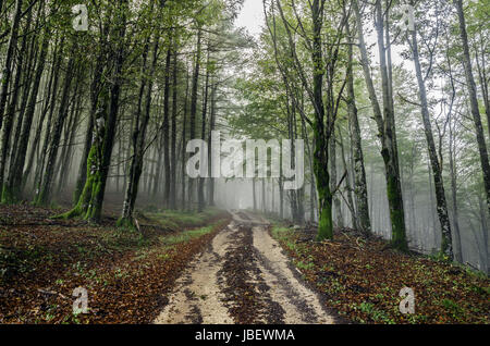 Wunderschöne Naturfotografie innerhalb der Fores in Spanien. Der Nebel ist Mysticle Atmosphäre in diesem sonst langweilig Wald hinzufügen, die Straße Tru Wald macht das Bild noch dramatischer. Stockfoto