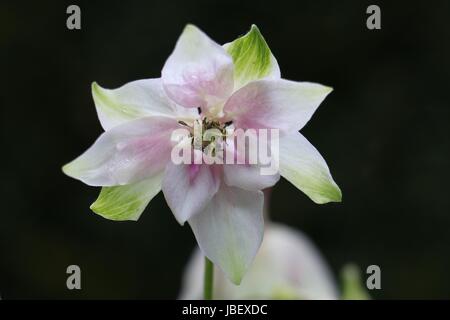 Rosa und weiße Akelei Blüte, Columbine oder Grannys Bonnet mit weißen und grünen Kelchblättern, die Blüte im Sommer, England auf einem dunklen Hintergrund. Stockfoto