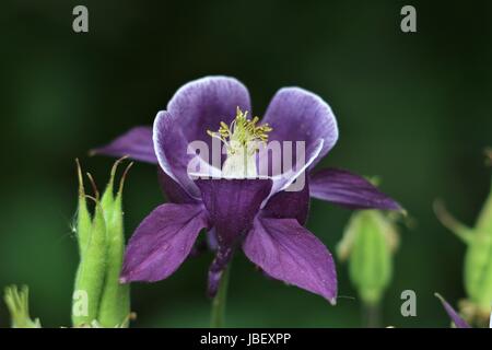 Lila Aquilegia Blume, Aquilegia Vulgaris, gemeinsame Columbine oder Grannys Bonnet zeigen violette Blütenblätter und Kelchblätter auf einem natürlichen dunkelgrünen Hintergrund. Stockfoto