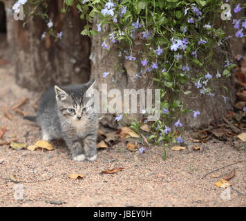 kleines Kätzchen sitzen in der Nähe von blauen Blumen Stockfoto