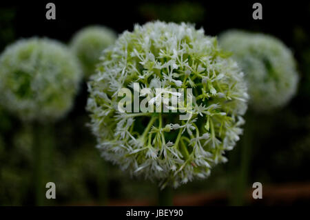 Grüne und weiße Blume Ball hautnah Stockfoto