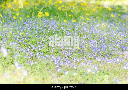 Blühendes Feld Kräuter mit blau weißen kleinen Blüten auf sonnigen Lichtung Stockfoto