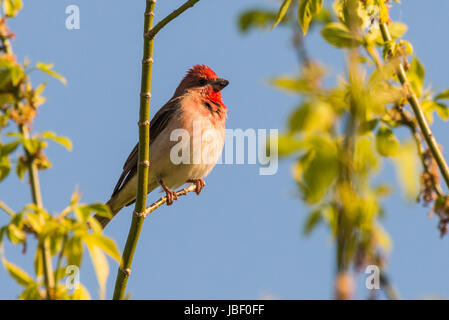Männchen des gemeinsamen Rosefinch Carpodacus Erythrinus oder scarlet Rosefinch singen in einem Baum Stockfoto