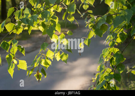 Frühling Birke Zweig mit grünen Blättern Stockfoto