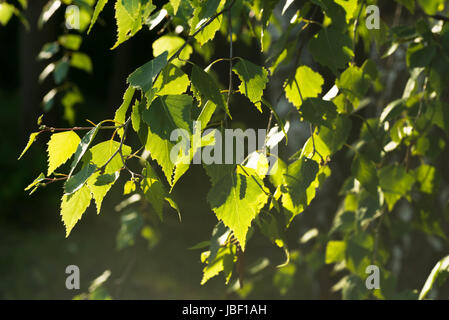 Frühling Birke Zweig mit grünen Blättern Stockfoto