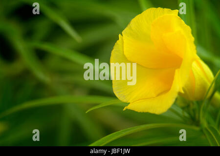 Einzelne gelbe Oleander Blume Stockfoto