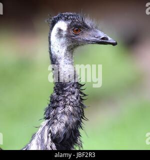 Eine Nahaufnahme von einem australischen Emu Stockfoto
