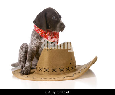 Land-Hund - Deutscher Kurzhaariger Vorstehhund mit western Hut sitzt isoliert auf weißem Hintergrund Stockfoto